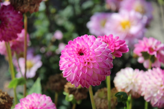Dahlia 'Pink isa'