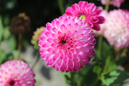 Dahlia 'Pink isa'