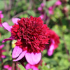 Dahlia 'Poodle Skirt'