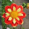 Dahlia 'Pooh'