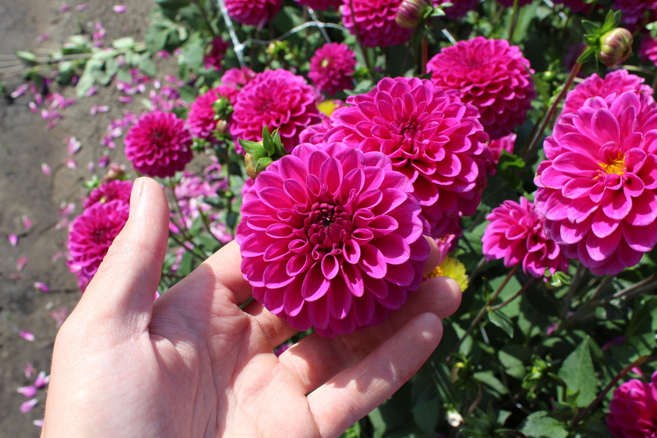 Dahlia 'Purple Fox'