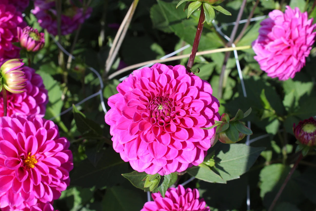 Blush Pink & Purple Dahlia Collection