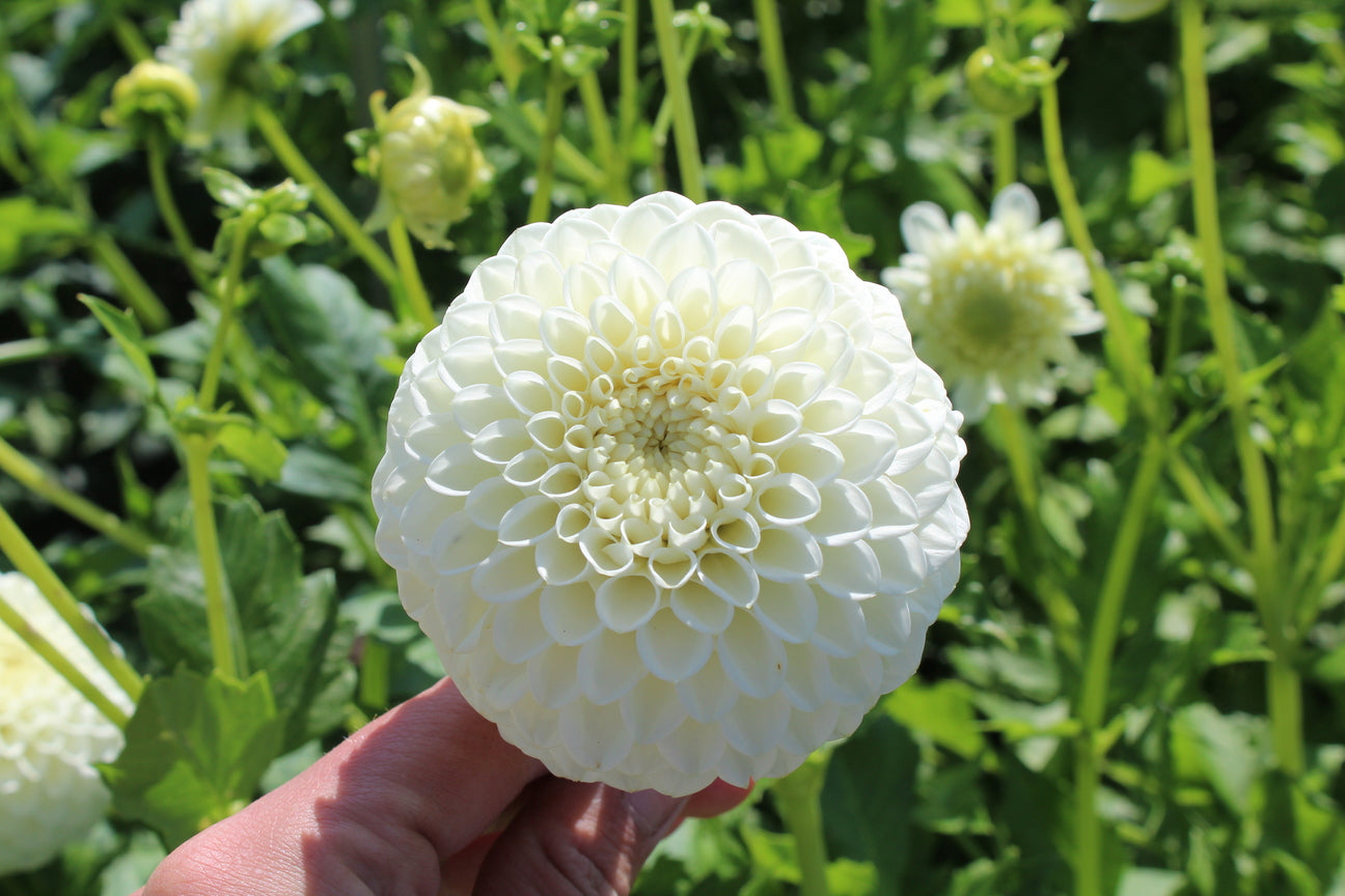 Dahlie 'Ryecroft Jan'