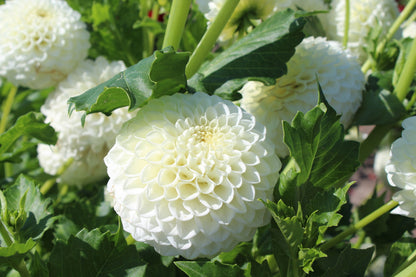 Dahlie 'Ryecroft Jan'