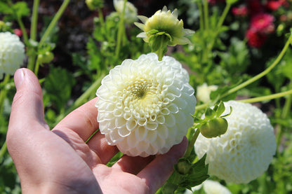 Dahlie 'Ryecroft Jan'