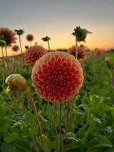 Dahlia 'Sebastian'