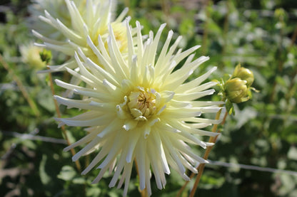Dahlia 'Shooting star'