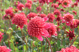 Dahlia 'Speech'