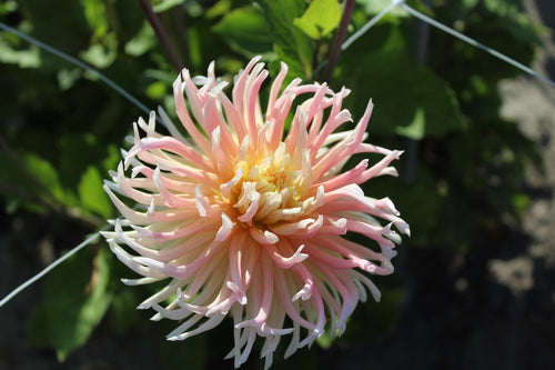 Dahlia 'Star Elite'