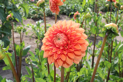 Dahlia 'Sylvia'