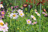 Dahlia 'Teesbrooke Audrey'