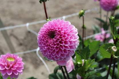 Dahlia 'Veerle'