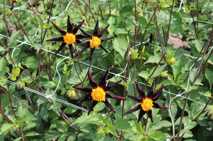 Dahlia 'Verrone's Obsidian'