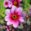 Dahlia 'Wishes n dream'