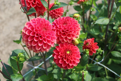 Dahlia 'Zundert Mystery Fox