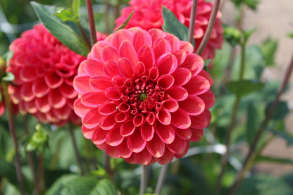 Dahlia 'Zundert Mystery Fox