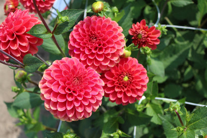 Dahlia 'Zundert Mystery Fox