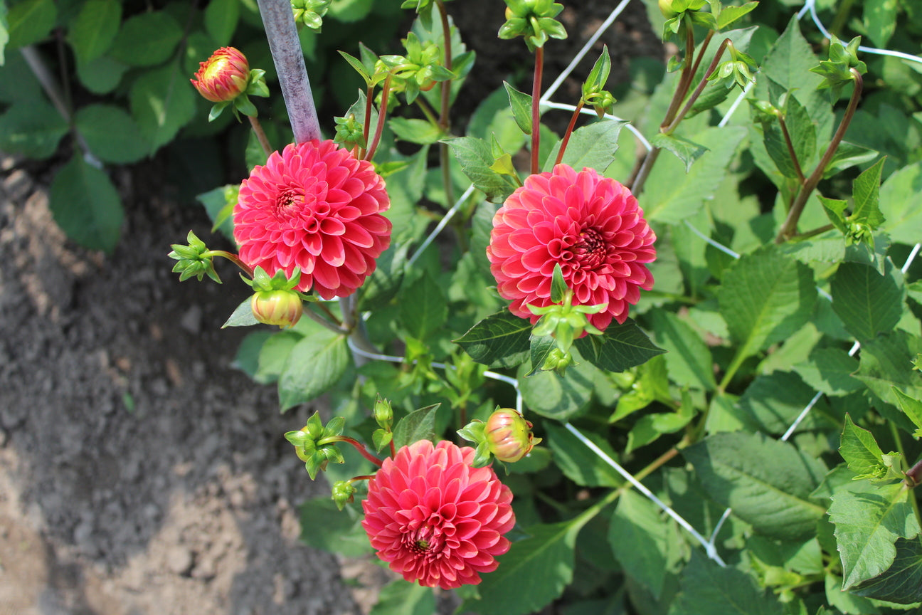 Dahlia 'Zundert Mystery Fox