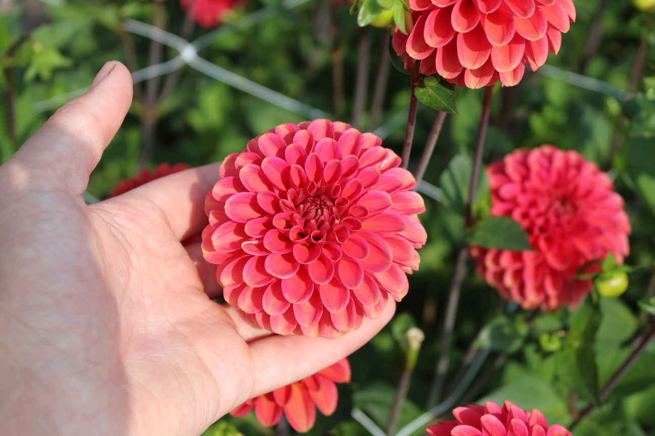 Dahlia 'Zundert Mystery Fox