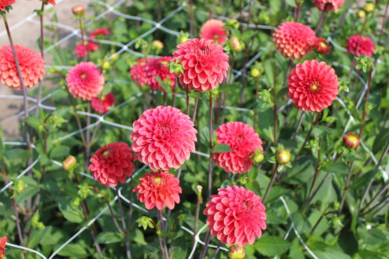 Dahlia 'Zundert Mystery Fox