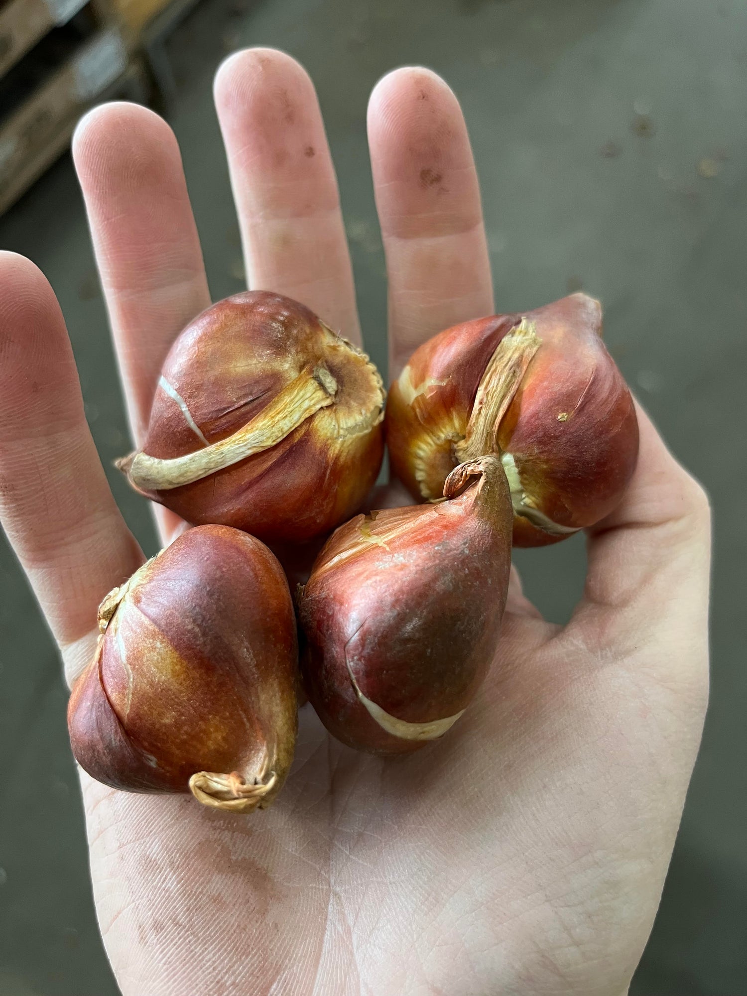 Hand full with flower bulbs