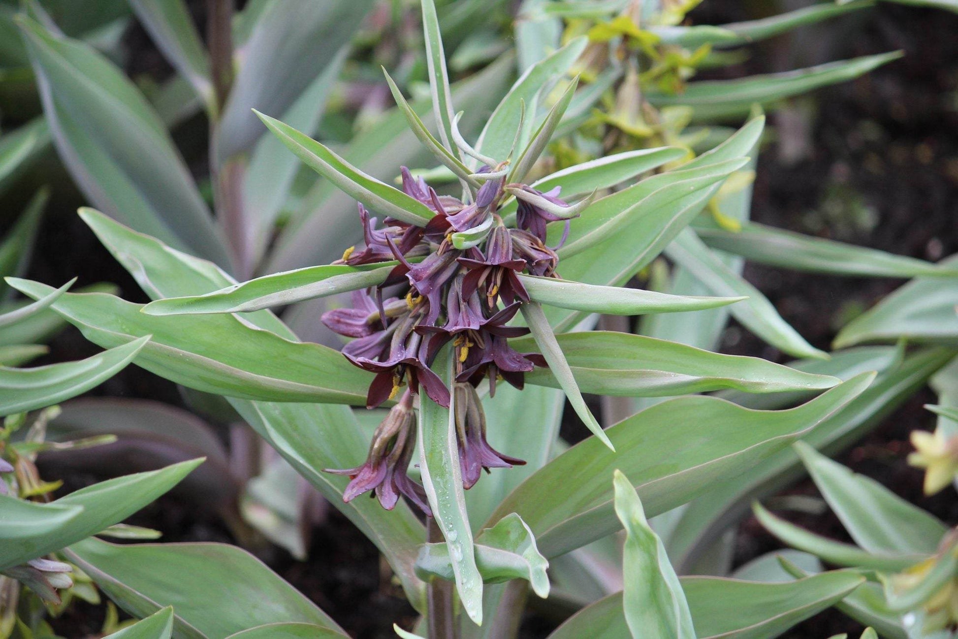 Kievitsbloem (Fritillaria) sewerzowii