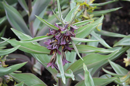 Kievitsbloem (Fritillaria) sewerzowii