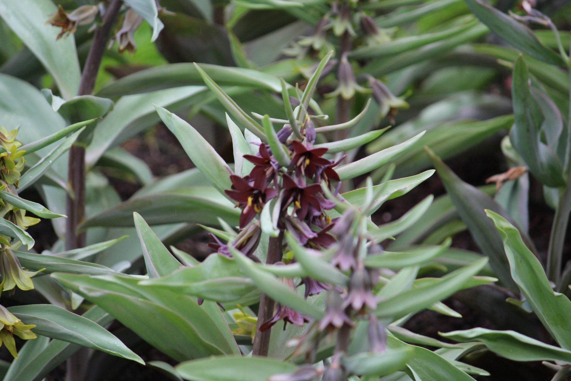 Kievitsbloem (Fritillaria) sewerzowii