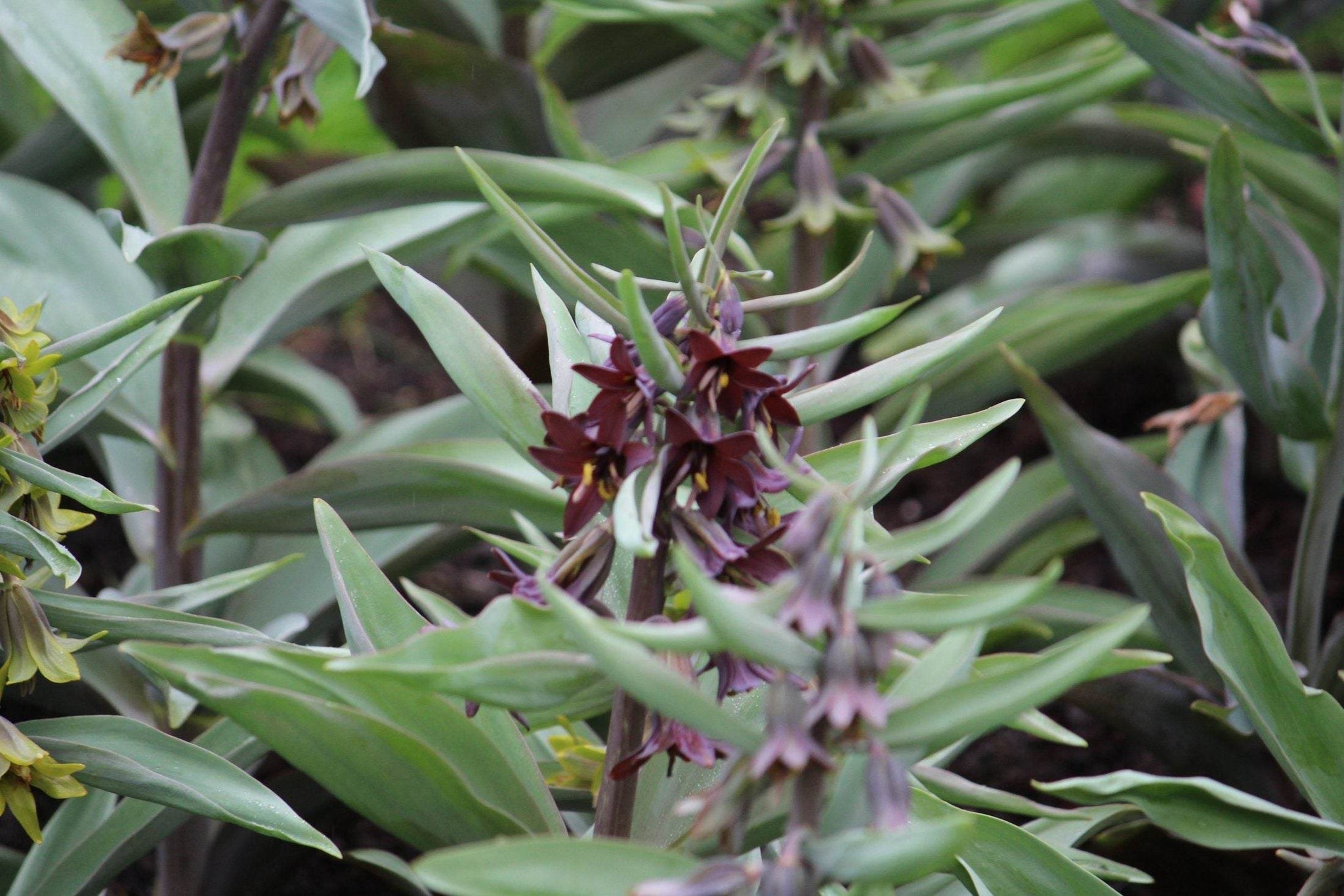 Kievitsbloem (Fritillaria) sewerzowii