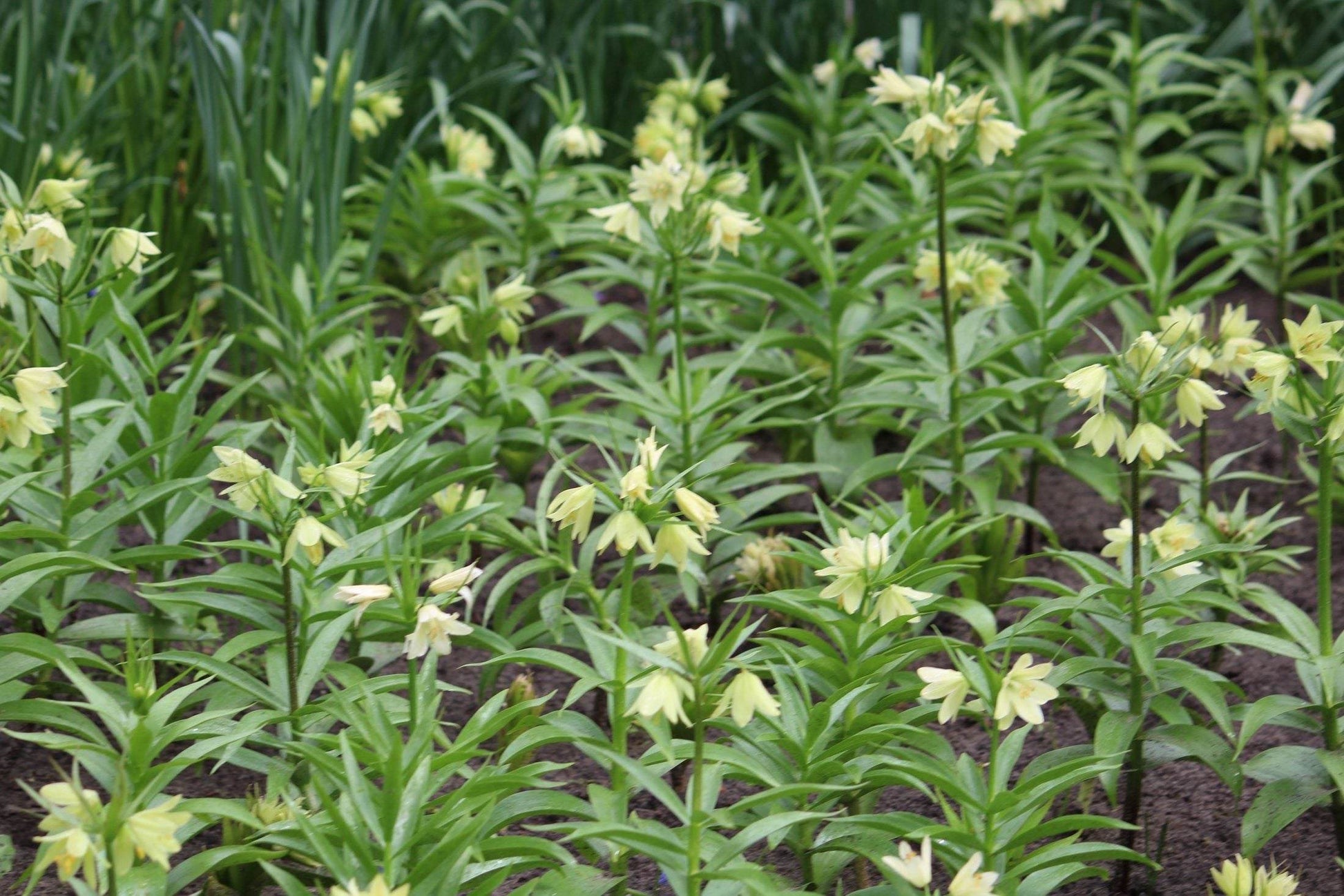 Kievitsbloem (Fritillaria) 'Early Passion'