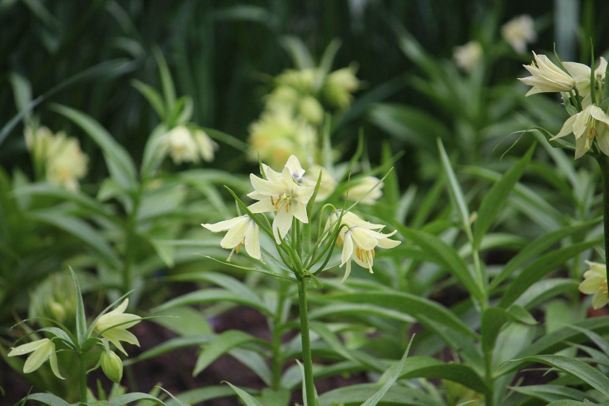 Kievitsbloem (Fritillaria) 'Early Passion'