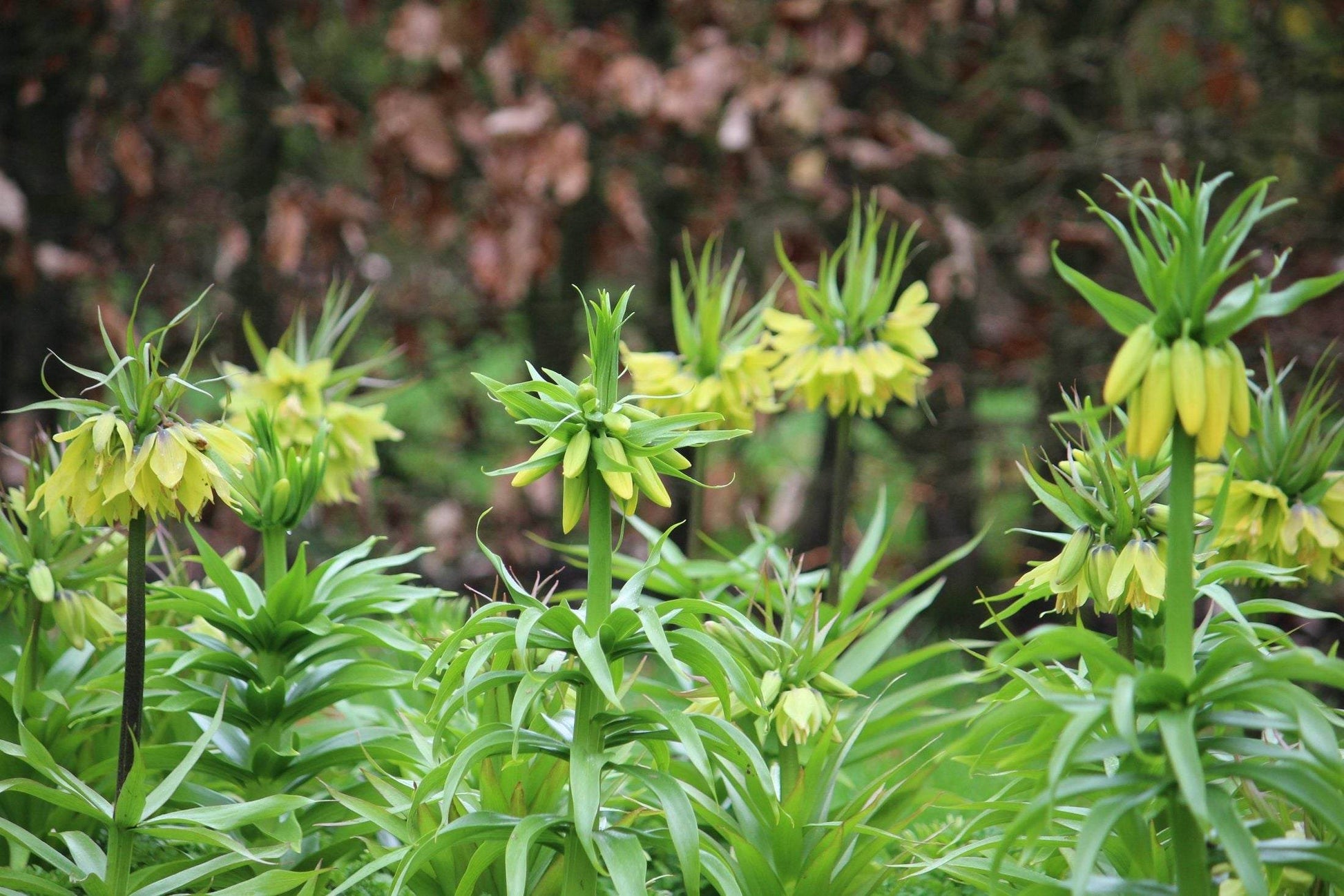 Kievitsbloem (Fritillaria) 'Early Passion'