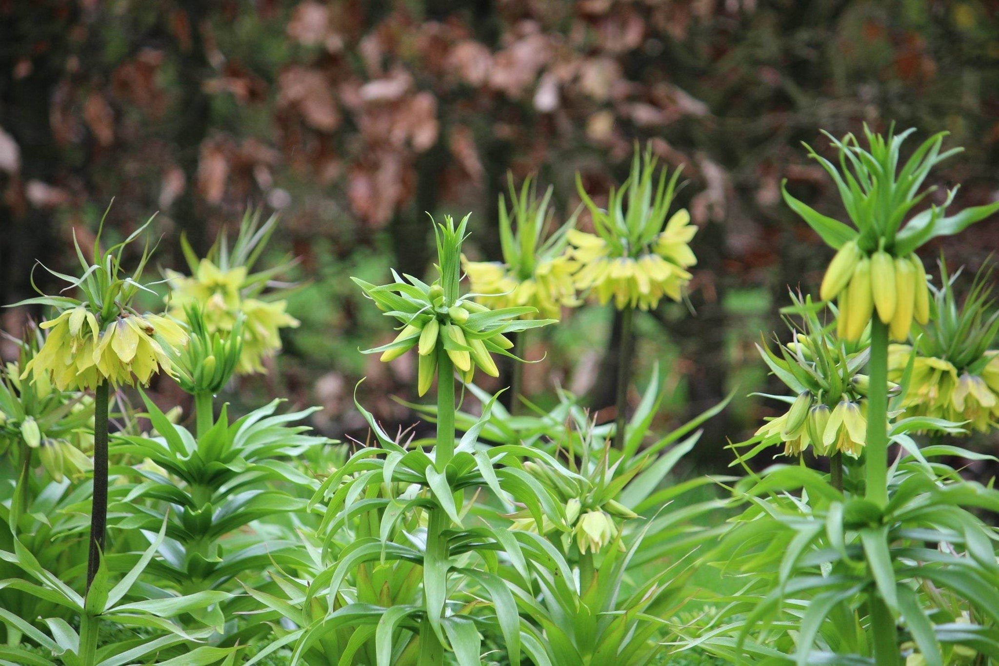 Kievitsbloem (Fritillaria) 'Early Passion'
