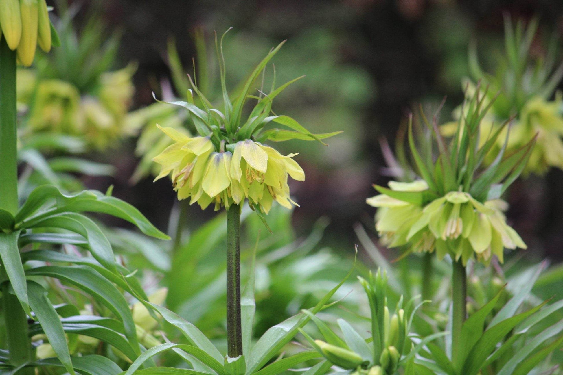 Kievitsbloem (Fritillaria) 'Early Passion'