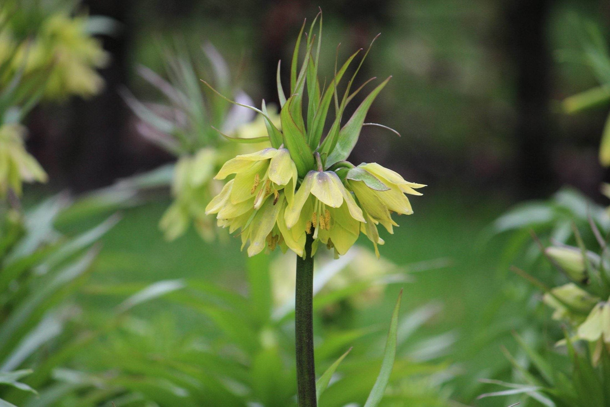 Kievitsbloem (Fritillaria) 'Early Passion'