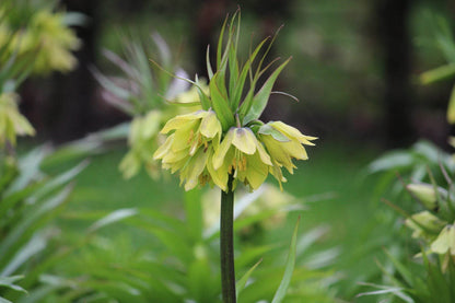 Kievitsbloem (Fritillaria) 'Early Passion'