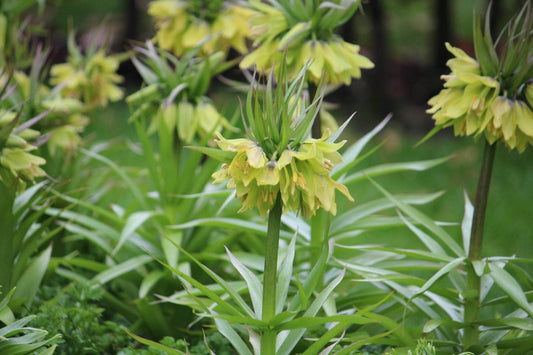 Kievitsbloem (Fritillaria) 'Early Passion'