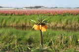 Kievitsbloem (Fritillaria) 'Paradise Beauty'