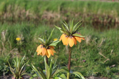 Kievitsbloem (Fritillaria) 'Paradise Beauty'