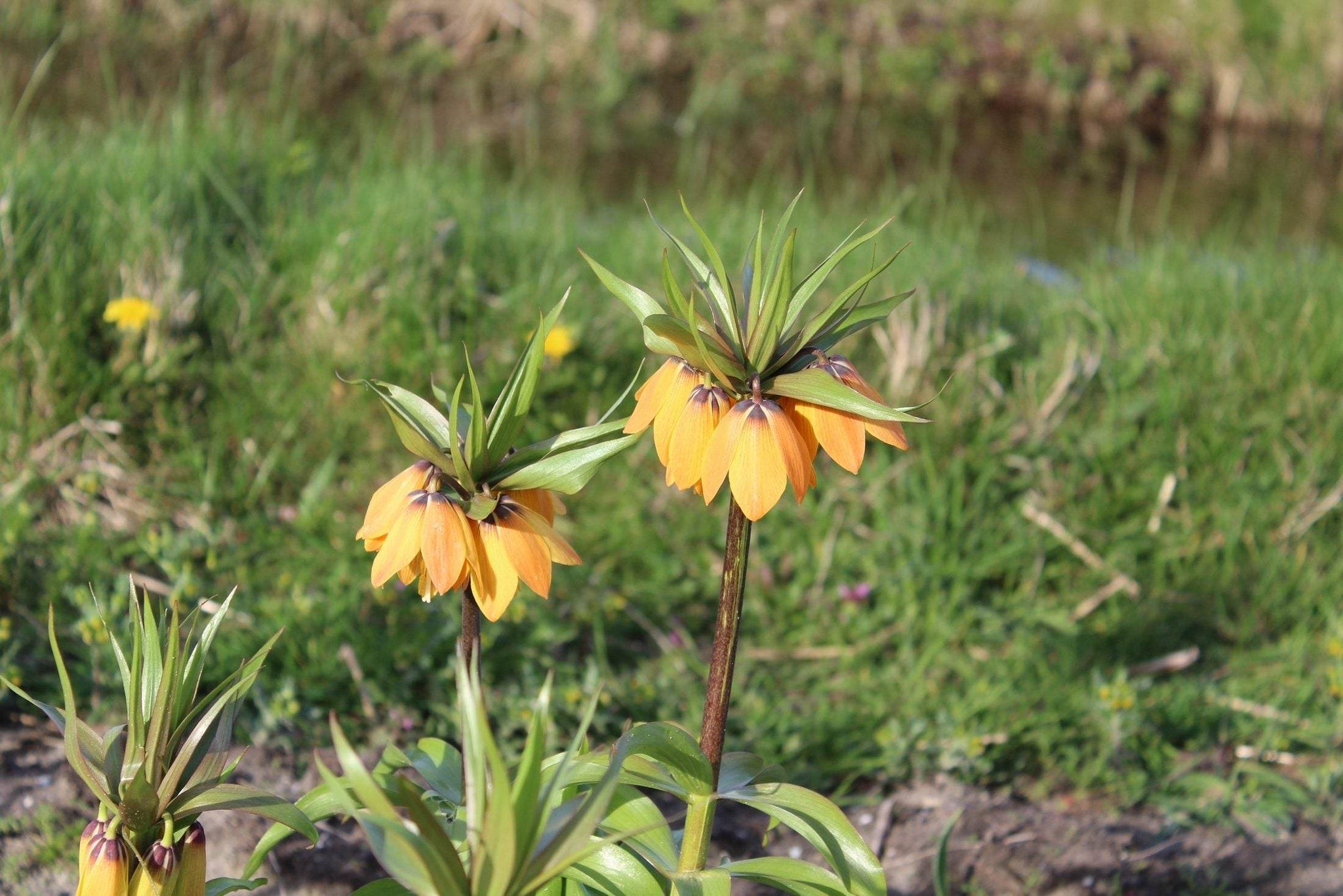 Kievitsbloem (Fritillaria) 'Paradise Beauty'