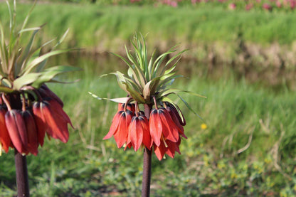 Kievitsbloem (Fritillaria) 'Rubra'
