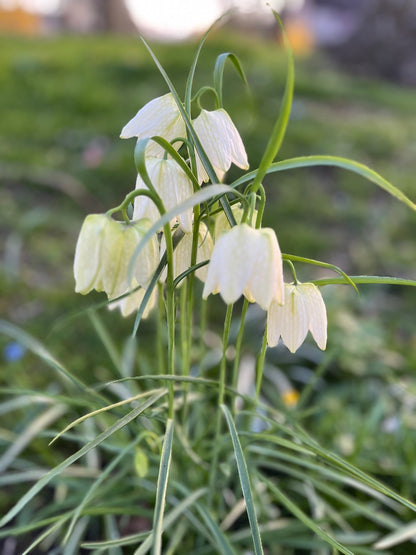 Kievitsbloem (Fritillaria meleagris) 'Alba'