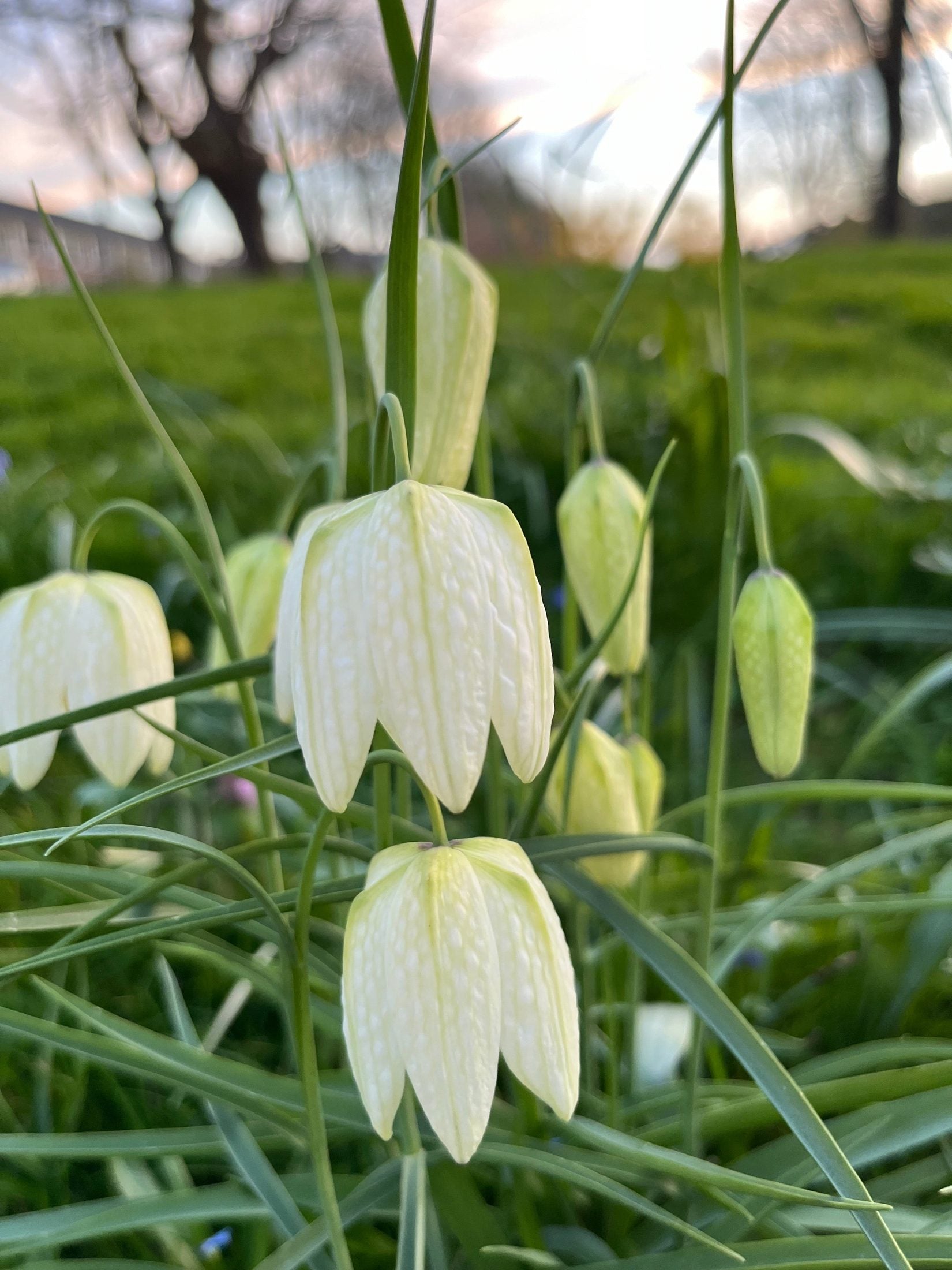 Kievitsbloem (Fritillaria meleagris) 'Alba'