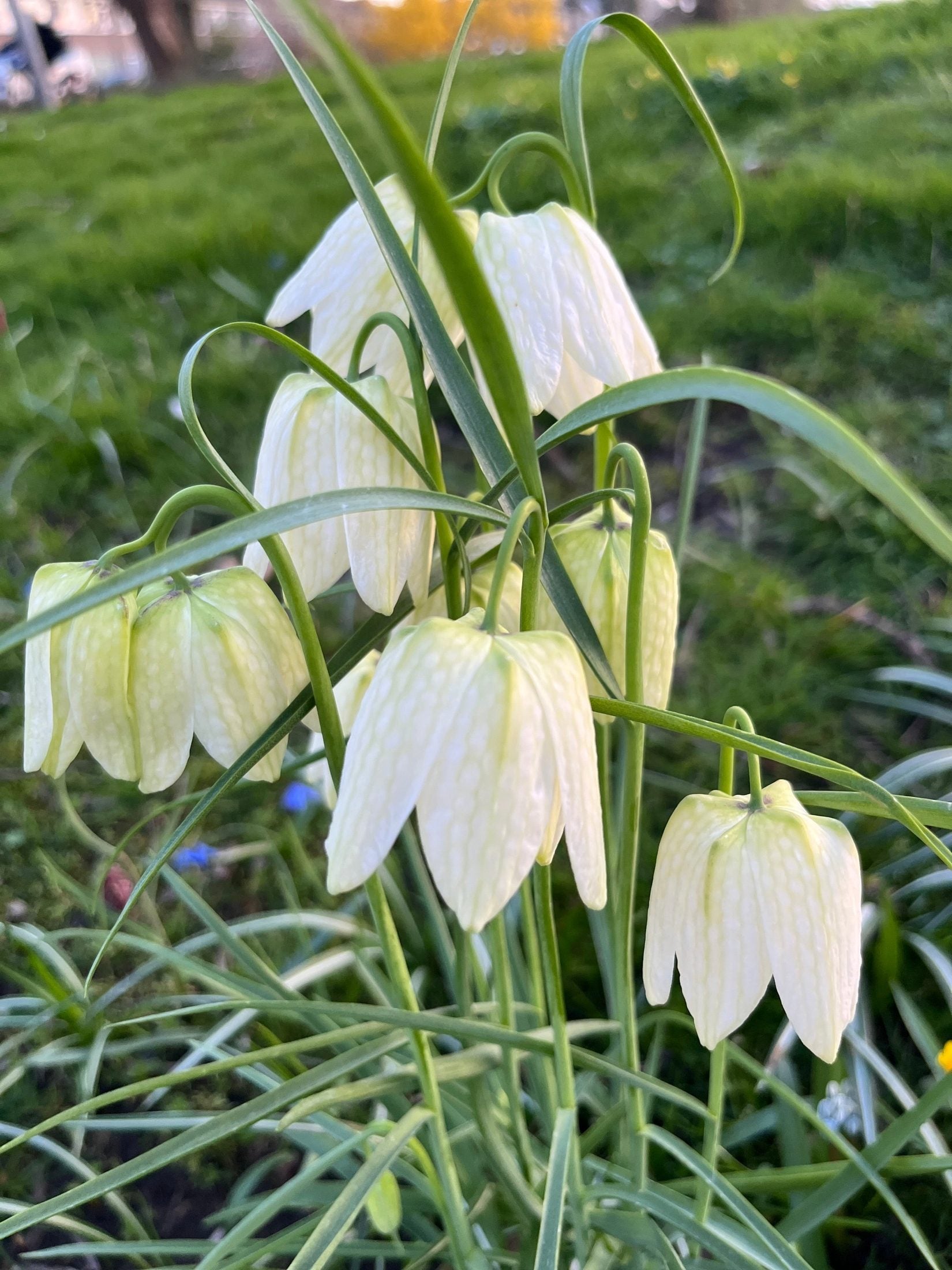 Kievitsbloem (Fritillaria meleagris) 'Alba'