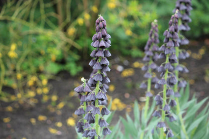 Kievitsbloem (Fritillaria) 'persica'
