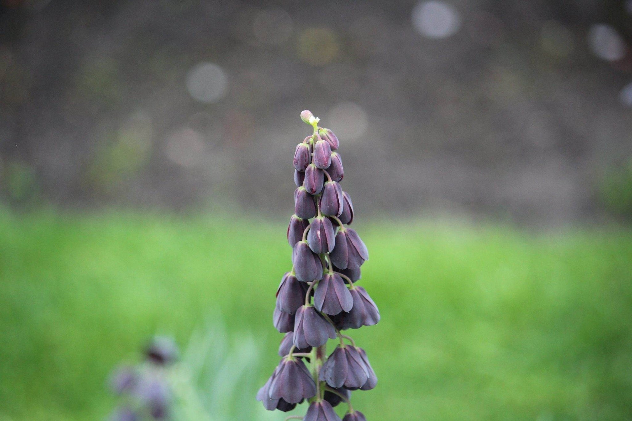 Kievitsbloem (Fritillaria) 'persica'