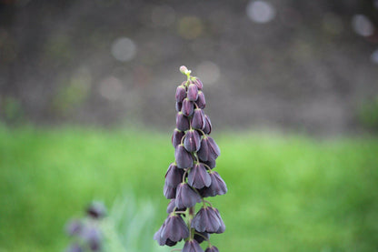 Kievitsbloem (Fritillaria) 'persica'