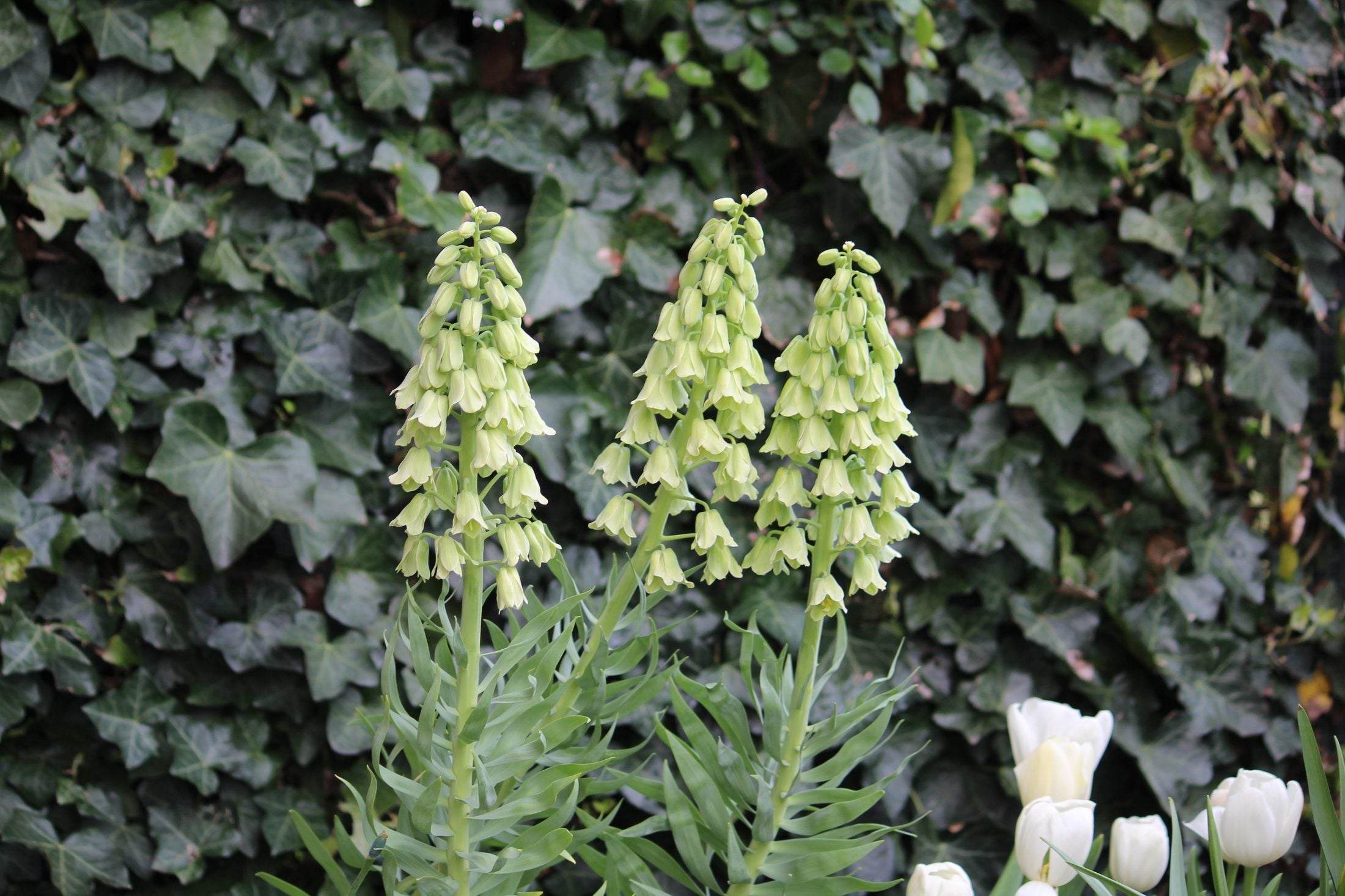 Kievitsbloem (Fritillaria persica) 'Ivory Bells'