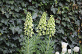 Kievitsbloem (Fritillaria persica) 'Ivory Bells'