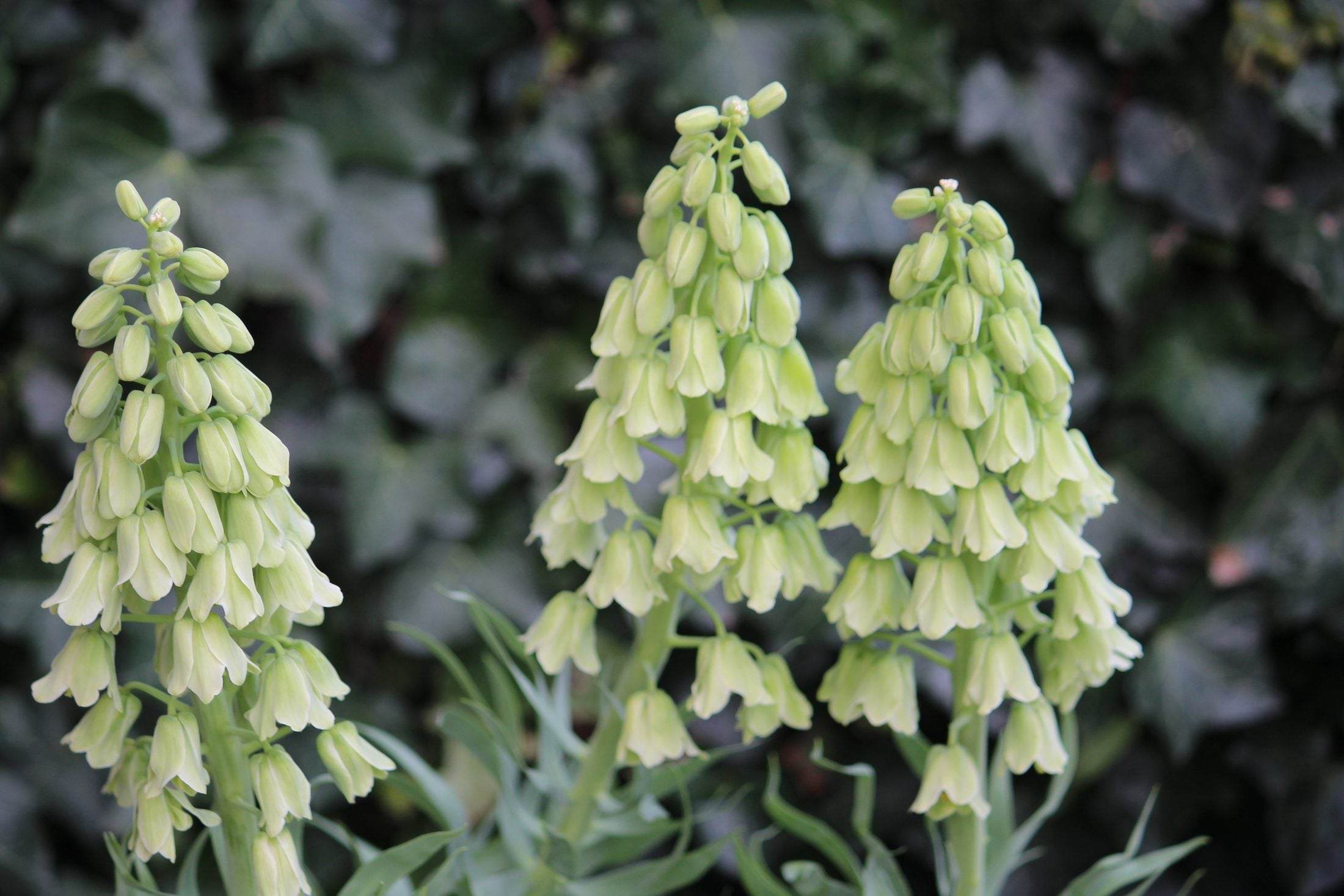 Kievitsbloem (Fritillaria persica) 'Ivory Bells'